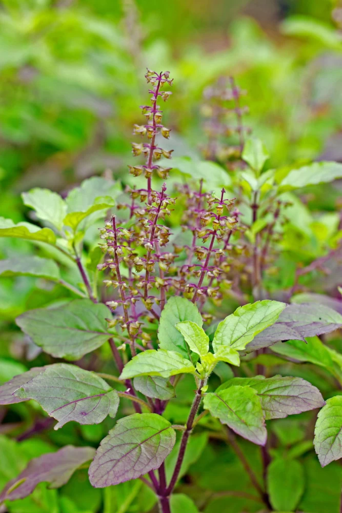 Tulsi Benefits and Uses in Hindi
