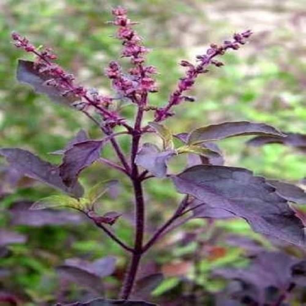 Tulsi Benefits and Uses in Hindi