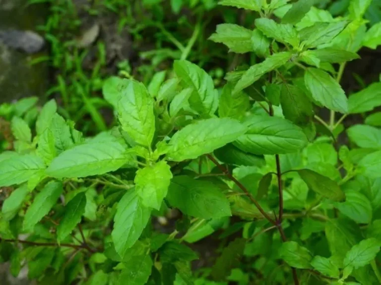 Benefit of Tulsi Leaves