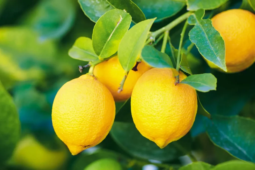 Ayurvedic Benefits of Lemon: Ancient Way to Fi