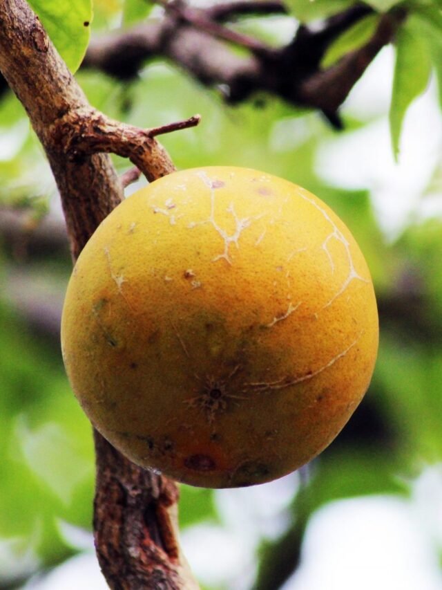 Bael_fruit_008-1-scaled